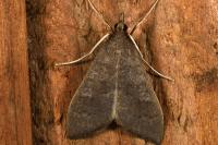 Mecyna asinalis