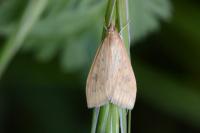 Udea ferrugalis