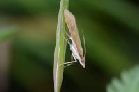 Udea ferrugalis