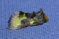 Diachrysia chrysitis