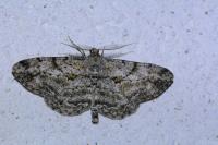 Peribatodes rhomboidaria rhomboidaria