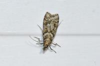 Eudonia angustea