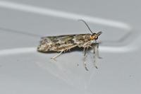 Eudonia angustea