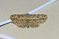 Peribatodes rhomboidaria rhomboidaria