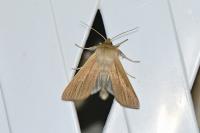 Mythimna impura