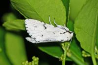 Acronicta leporina