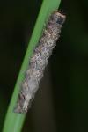 Allophyes oxyacanthae