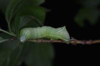 Amphipyra pyramidea
