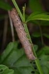 Noctua fimbriata