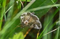 Autographa gamma