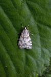 Scoparia pyralella/ingratella
