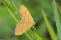 Camptogramma bilineata