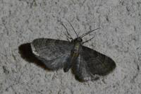 Eupithecia haworthiata