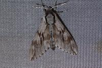 Hyloicus pinastri