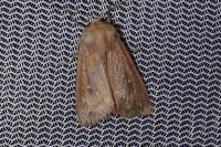Mythimna albipuncta