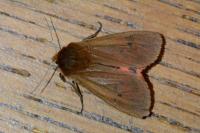 Phragmatobia fuliginosa