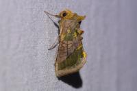 Diachrysia chrysitis
