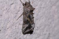 Autographa gamma