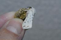 Spilosoma lubricipeda