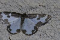 Lomaspilis marginata