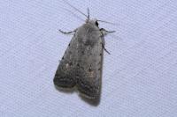 Caradrina flavirena