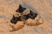 Cosmorhoe ocellata