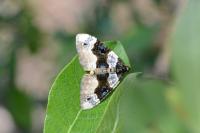 Cosmorhoe ocellata