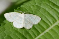 Cabera exanthemata