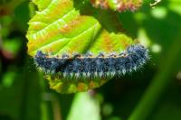 Saturnia pavonia