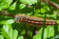 Malacosoma neustria