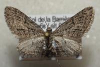 Eupithecia oxycedrata