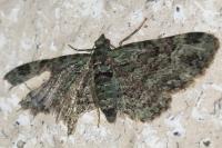 Pasiphila rectangulata
