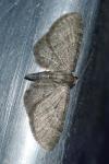 Eupithecia haworthiata