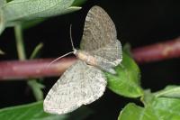 Eupithecia haworthiata