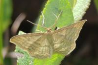 Idaea macilentaria