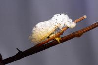 Cerura erminea