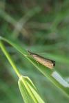 Platytes cerussella