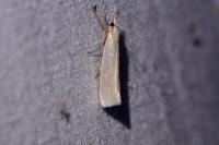 Crambus perlellus