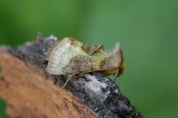 Diachrysia chrysitis