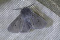 Diaphora mendica