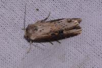 Axylia putris