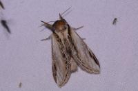 Pheosia tremula