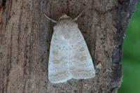 Hoplodrina ambigua