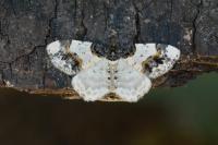Ligdia adustata