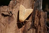 Mythimna vitellina