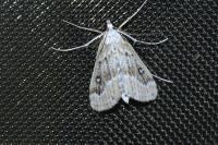 Parapoynx stratiotata