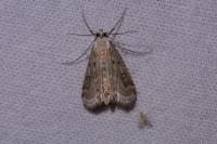 Parapoynx stratiotata