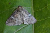 Tethea ocularis