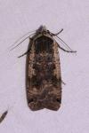 Noctua pronuba