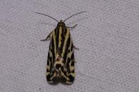 Emmelia trabealis